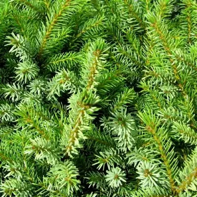 Ель НАНА сербская в Молодечно