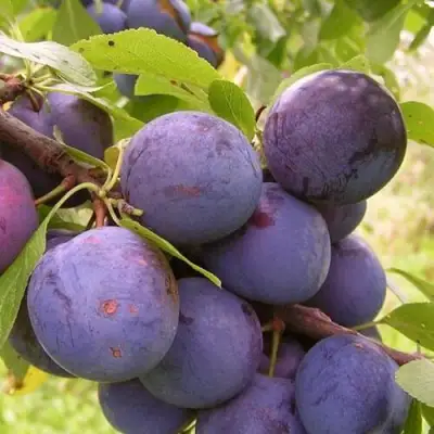 Слива МОНТЕРЕЙ