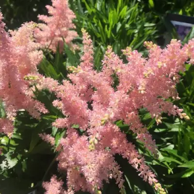 Астильба БРЕССИНГЕМ БЬЮТИ Арендса в Молодечно