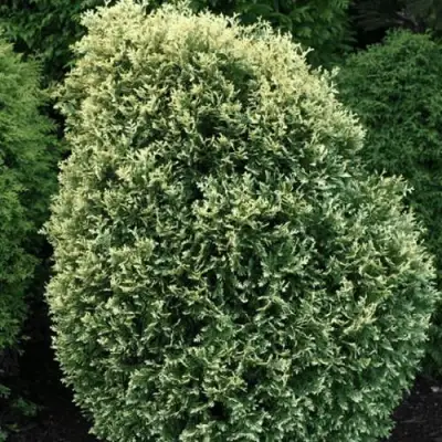 Туя ЛИТОМИШИЛ западная в Молодечно