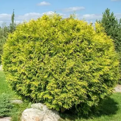 Туя ГОЛДЕН ГЛОБ западная в Молодечно