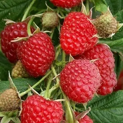 Малина ГЛЕН АМПЛ в Молодечно