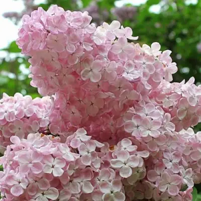 Сирень ВЕЧЕРНИЙ ЗВОН в Молодечно