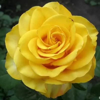 Роза КЕРИО чайно-гибридная в Молодечно