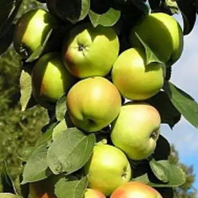 Яблоня ПРЕЗИДЕНТ колонновидная в Молодечно