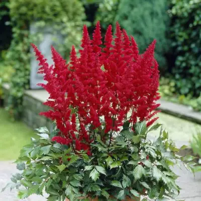 Астильба СПАРТАН Арендса в Молодечно