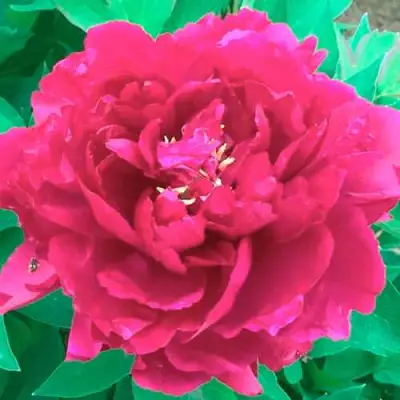 Пион ОСТРОВНОЙ МИНИСТР древовидный в Молодечно