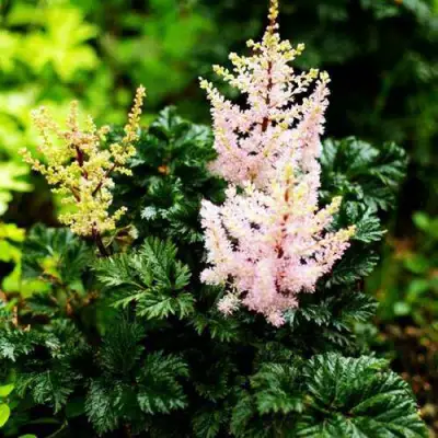 Астильба ЛИЛИПУТ курчавая в Молодечно