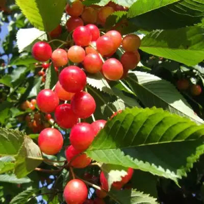 Черешня БРЯНСКАЯ РОЗОВАЯ в Молодечно