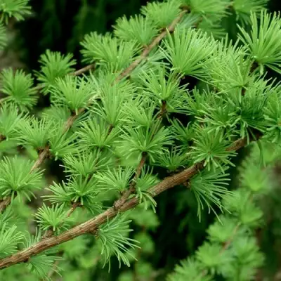 Лиственница европейская в Молодечно