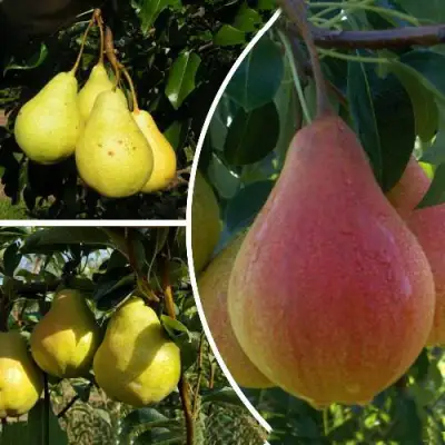 Комплект ТРИ ГРАЦИИ в Молодечно