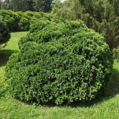 Туя УМБРАКУЛИФЕРА западная в Молодечно