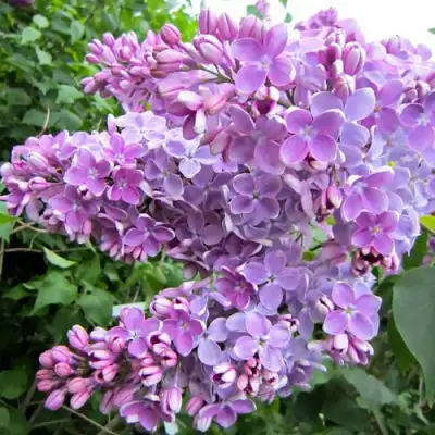 Сирень ОЛЯ в Молодечно