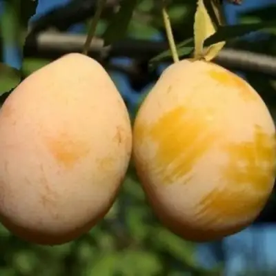 Слива ВАШИНГТОН в Молодечно