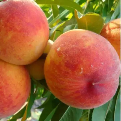 Персик ДИВНЫЙ в Молодечно