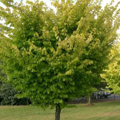 Вяз обыкновенный в Молодечно