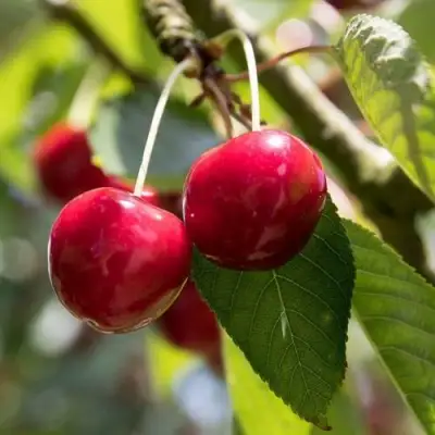 Черешня ТЕРЕМОШКА в Молодечно
