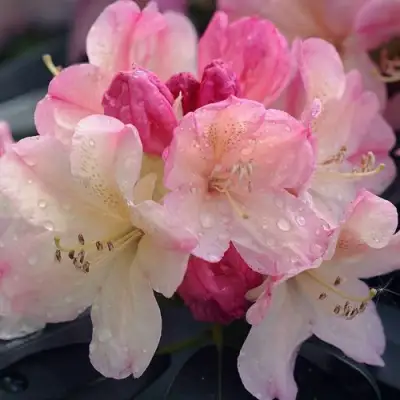 Рододендрон ПЕРСИ ВАЙСМАН в Молодечно