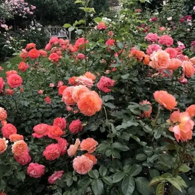 Роза БЕЛЬВЕДЕР шраб в Молодечно