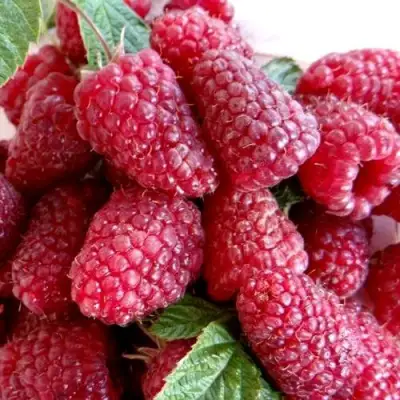 Малина КАСКАД ДЕЛАЙТ в Молодечно