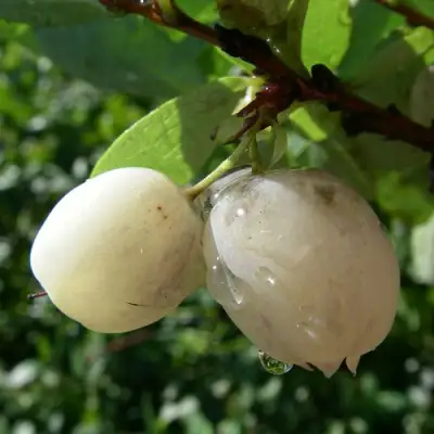 Голубика СНЕГУРОЧКА в Молодечно