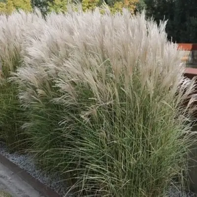 Мискантус КЛЯЙН СИЛЬБЕРСПАЙН китайский  в Молодечно