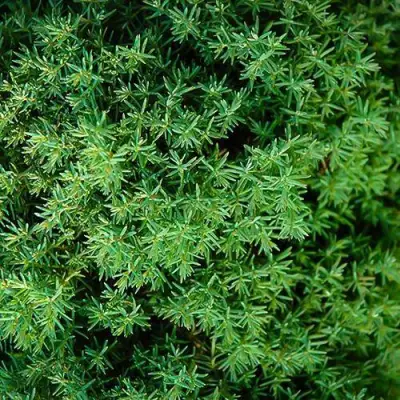 Туя ТЕДДИ западная в Молодечно