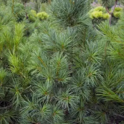 Сосна АРМАНДИ в Молодечно