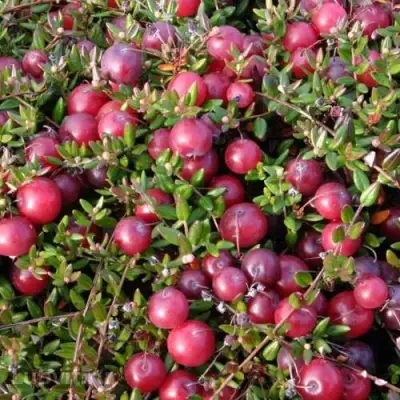 Клюква БЕН ЛИР в Молодечно