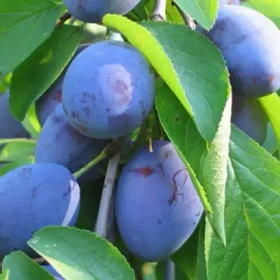 Слива ПЕРДРИГОН в Молодечно