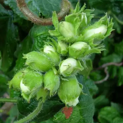 Фундук ВЕББА ЦЕННЫЙ в Молодечно