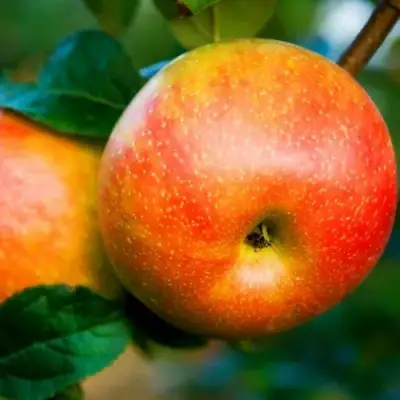 Яблоня АБРИКОСОВАЯ в Молодечно