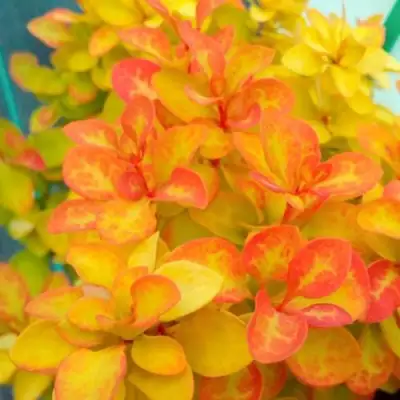 Барбарис САММЕР САНСЕТ тунберга в Молодечно