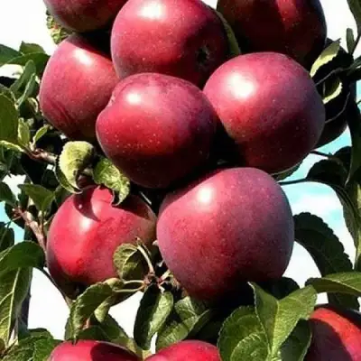 Яблоня СОЗВЕЗДИЕ колонновидная в Молодечно