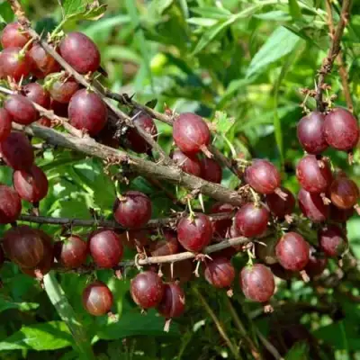 Крыжовник ОЛАВИ (ХИННОНМАЕН ПУНАЙНЕН) в Молодечно