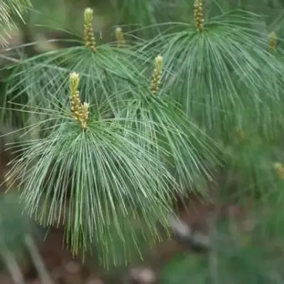Сосна АРМАНДИ в Молодечно