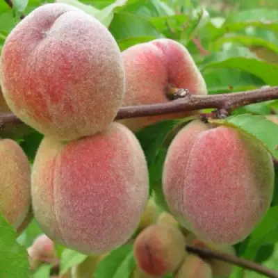 Персик ЕЛГАВСКИЙ в Молодечно