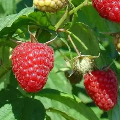 Малина ТАДМОР в Молодечно