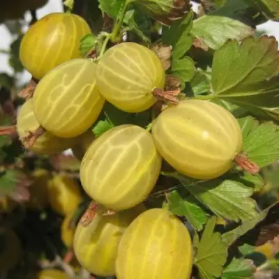 Крыжовник ЯРОВОЙ в Молодечно