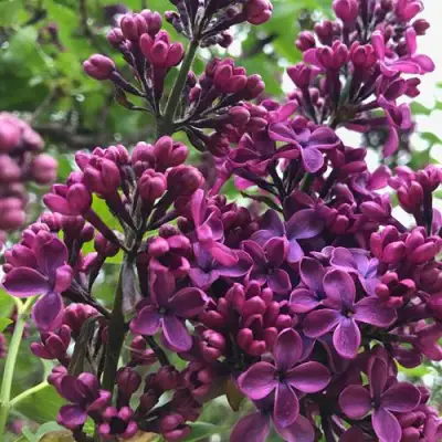 Сирень ЛЮДВИГ ШПЕТ в Молодечно