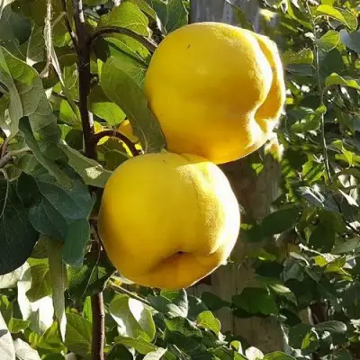 Айва МАРИЯ в Молодечно