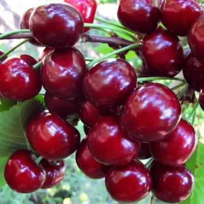 Вишня ЖУКОВСКАЯ в Молодечно