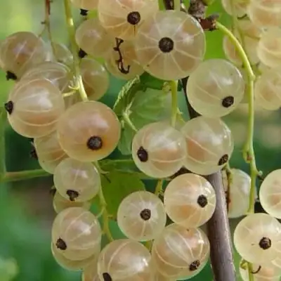 Смородина белая СМОЛЬЯНИНОВСКАЯ в Молодечно