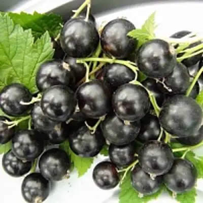 Смородина чёрная ТИТАНИЯ в Молодечно