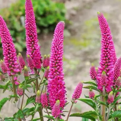 Вероника ФЕРСТ ЛАВ длиннолистная в Молодечно