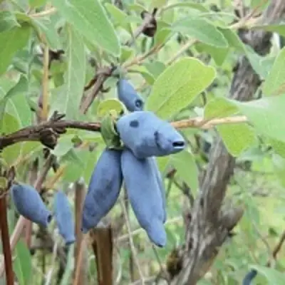 Жимолость съедобная ПУШКИНСКАЯ в Молодечно