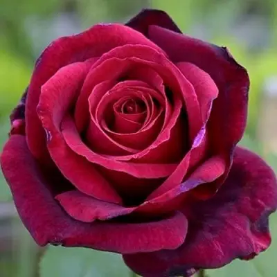 Роза ПАПА МЕЙЯН чайно-гибридная в Молодечно