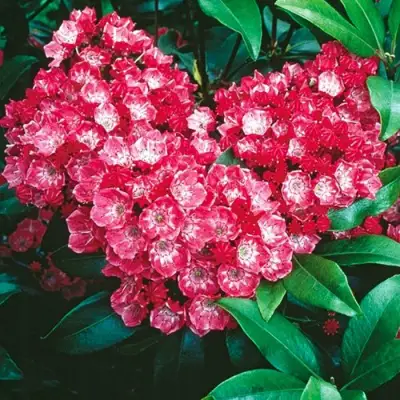 Кальмия КАРДИНАЛ в Молодечно