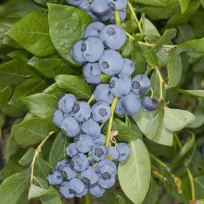 Голубика ЛИБЕРТИ в Молодечно