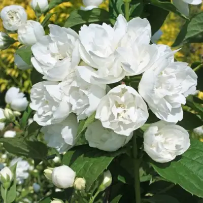 Жасмин махровый в Молодечно